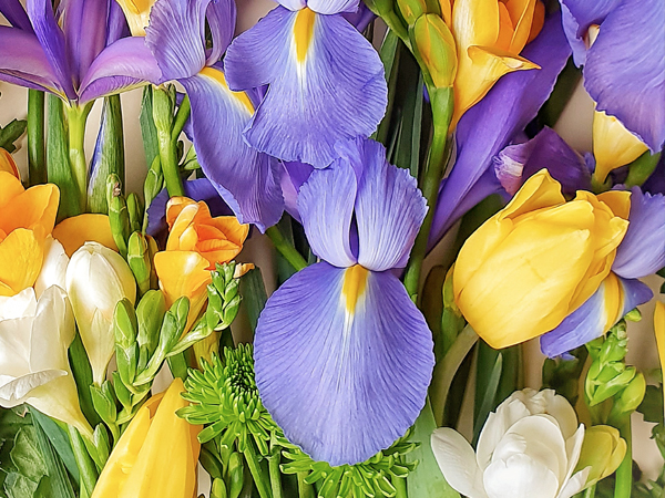 Iris o Cockerel es un género de rizomas perennes de la familia Iris